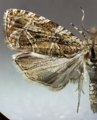 Olethreutes permundana