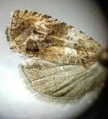 Olethreutes olivaceana