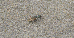 Cicindela bellissima