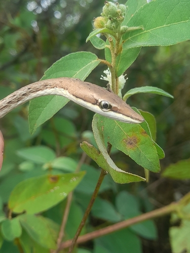 Striped Vine Snake