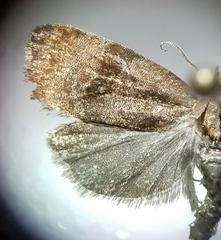 Evora hemidesma