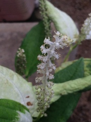 Saururus chinensis