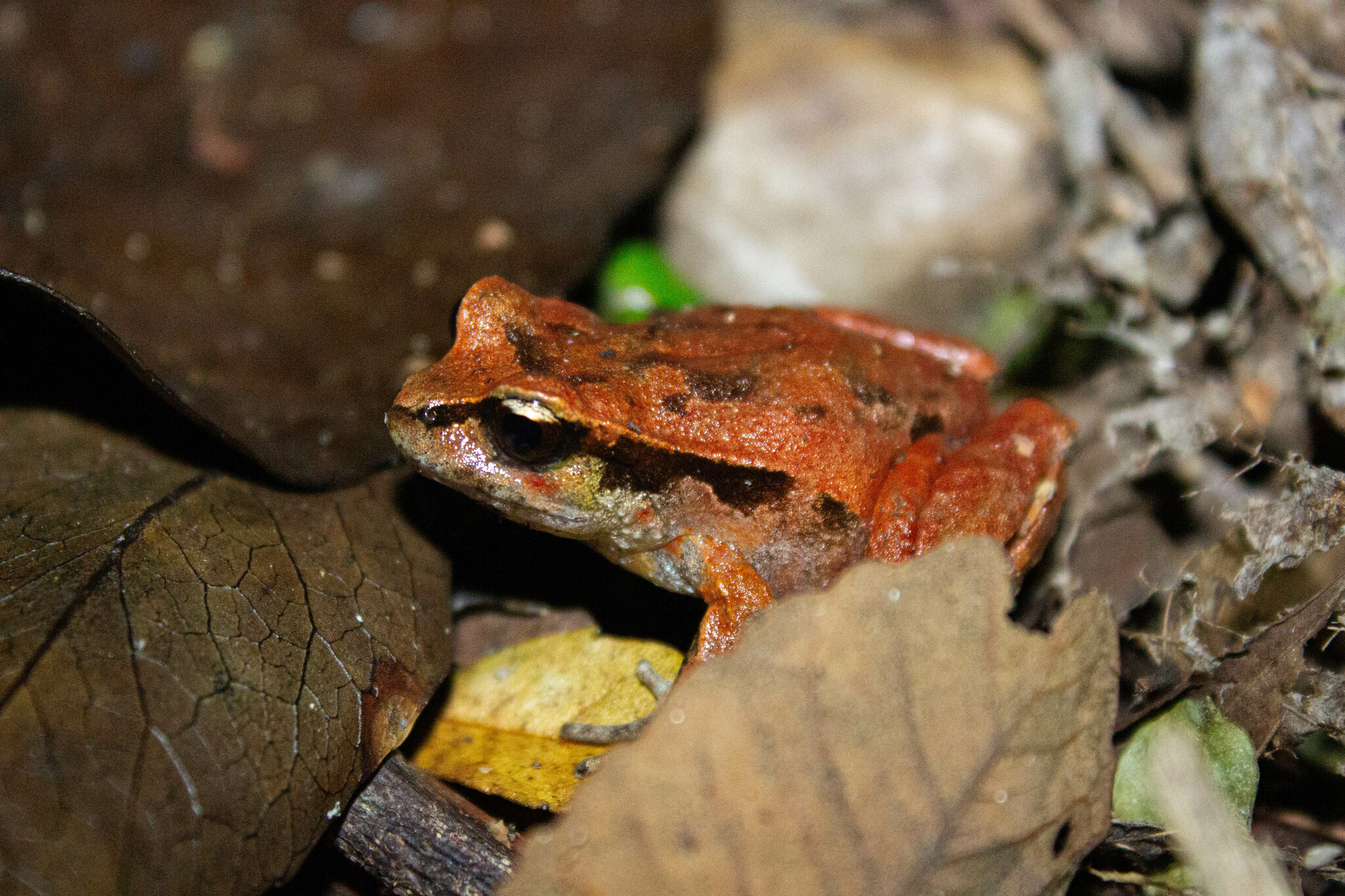 Eupsophus calcaratus (Günther, 1881)