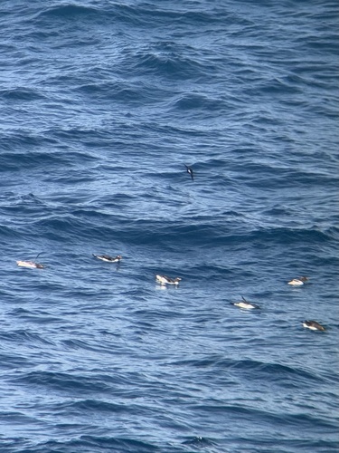 Macaroni Penguin (Eudyptes chrysolophus), photo 6