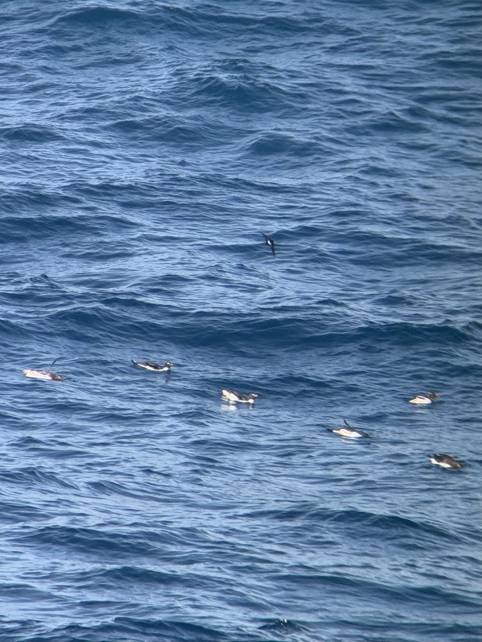 Macaroni Penguin (Eudyptes chrysolophus), photo 6