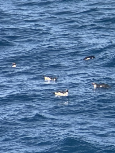 Macaroni Penguin (Eudyptes chrysolophus), photo 7