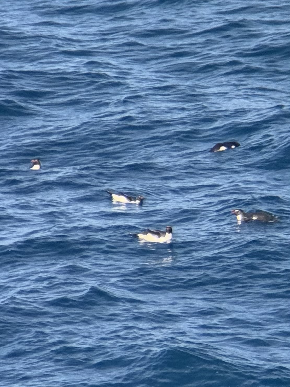 Macaroni Penguin (Eudyptes chrysolophus), photo 7