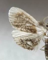 Lipocosmodes fuliginosalis