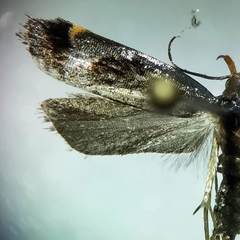 Dichomeris ochripalpella