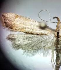 Dichomeris heriguronis