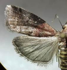 Acrobasis caryalbella