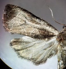 Olethreutes inornatana