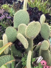 Opuntia scheeri
