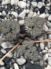 Lomatium foeniculaceum