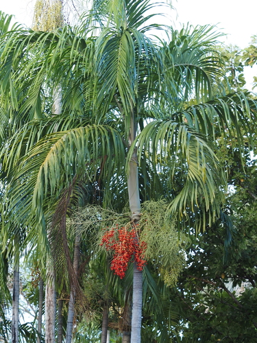 Image of Carpentaria Palm (Carpentaria acuminata) by (c) gwynmwilliams, some rights reserved (CC BY)