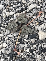 Lomatium foeniculaceum