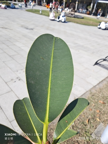 Foto de Pitomba?