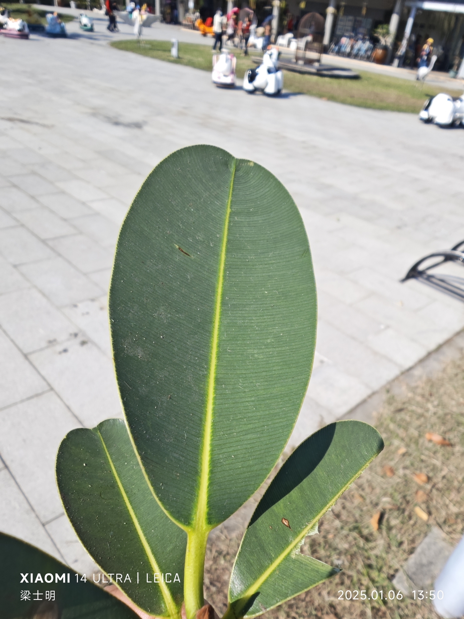Imagem de Pitomba?