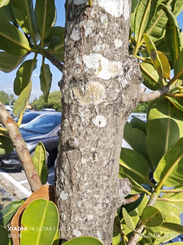 Foto de Pitomba?