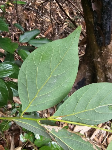 Foto de Canela-de-veado