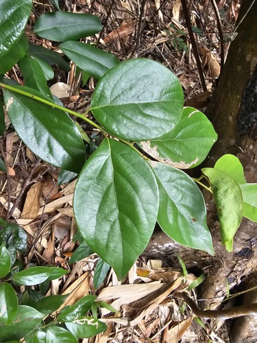 Foto de Canela-de-veado