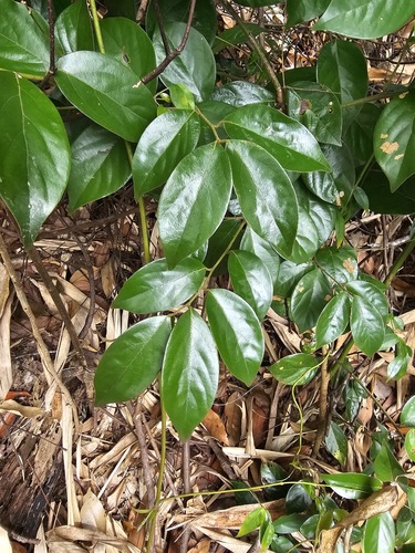 Foto de Canela-de-veado