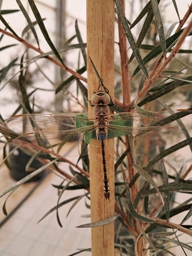 Vagrant Emperor