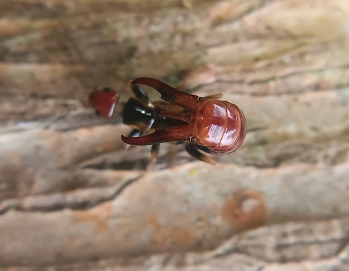 Nesogaster aculeatus observed 2025-01-06