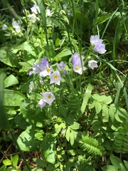 Polemonium pulcherrimum delicatum