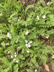 Polemonium pulcherrimum delicatum