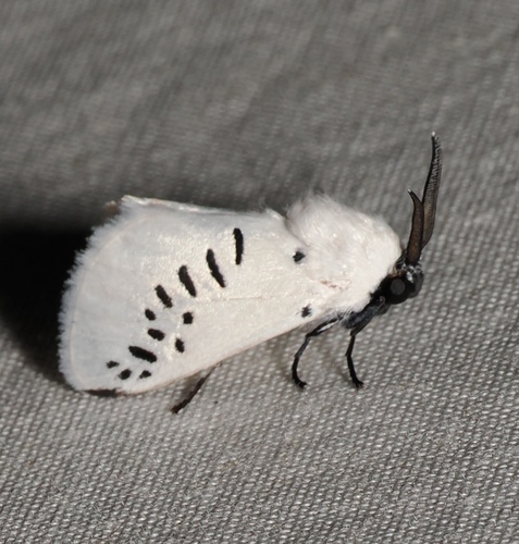 Mesoscia guttifascia
