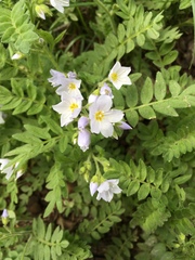 Polemonium pulcherrimum delicatum