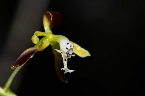 Epidendrum parvilabre Lindl. 3