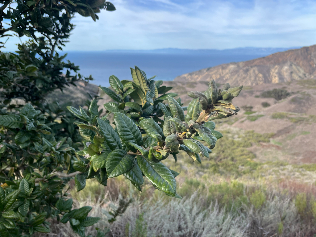 Foto de Carvalho-da-Ilha-Catalina
