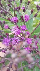 Vernonia