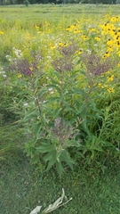 Vernonia