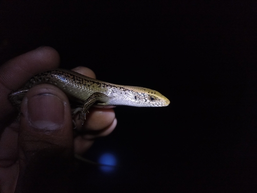 Eutropis multifasciata