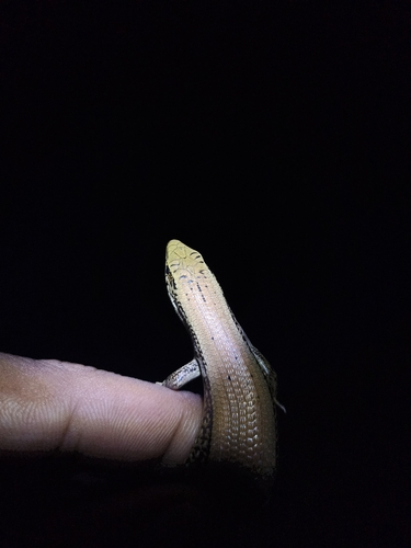 Eutropis multifasciata