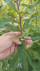 Vernonia