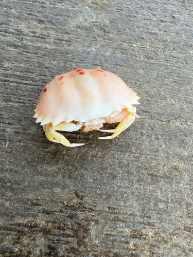Photo of Shame-faced crab (Calappa granulata)