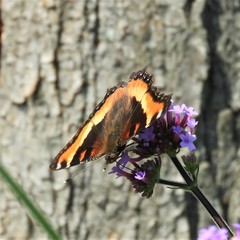 Aglais milberti milberti