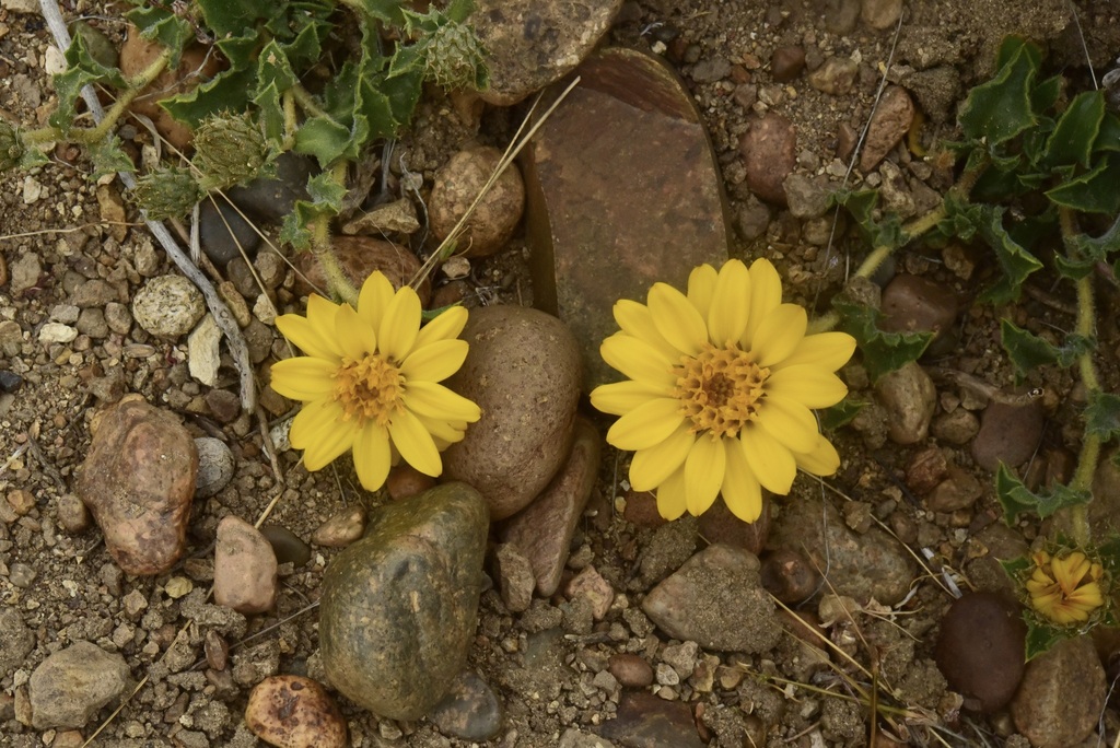 Haplopappus diplopappus