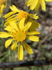 Hymenoxys lemmonii