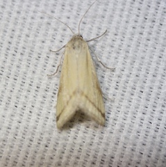 Microtheoris