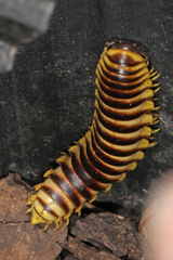 Rhysodesmus texicolens