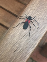 Purpuricenus humeralis