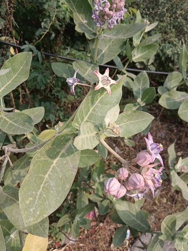 Foto de Flor-de-seda
