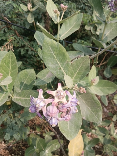 Foto de Flor-de-seda