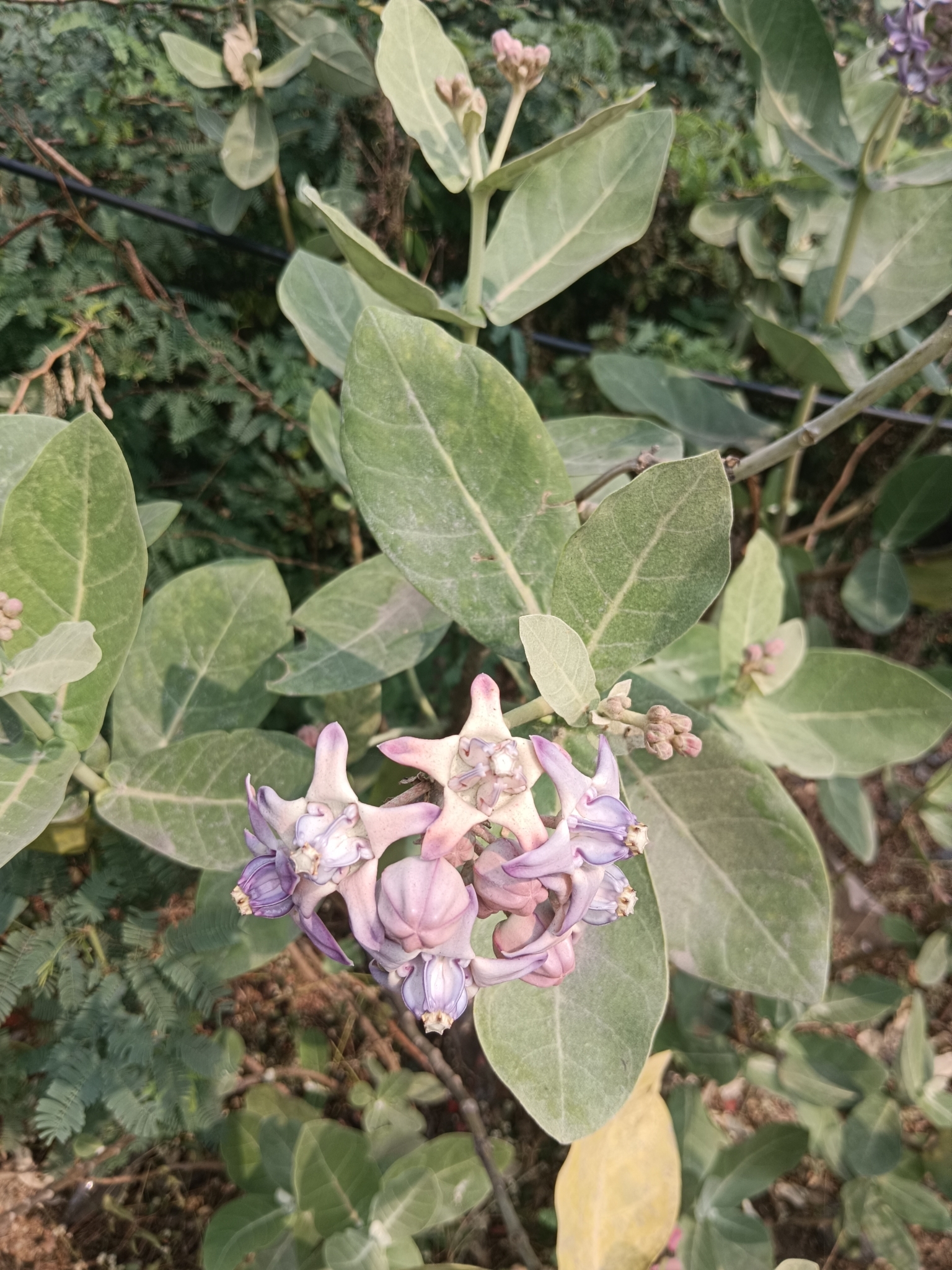 Imagem de Flor-de-seda