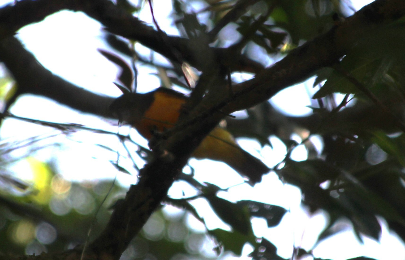 Dark-backed Weaver (Ploceus bicolor), photo 5
